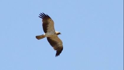 Tanımsız