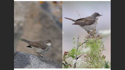 Tanımsız