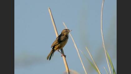 Yelpazekuyruk