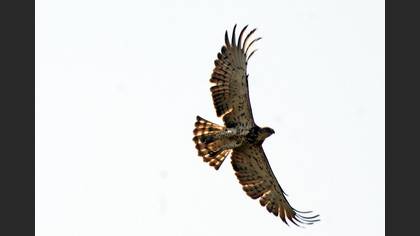 Tanımsız