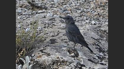 Gökardıç