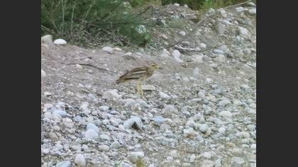 Kocagöz