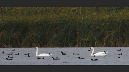 Kuğu