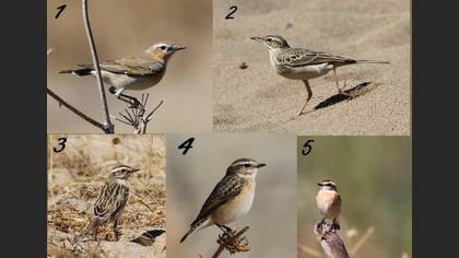 Tanımsız