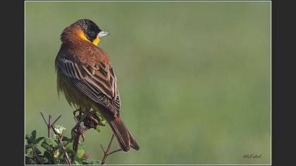Karabaşlı Kirazkuşu