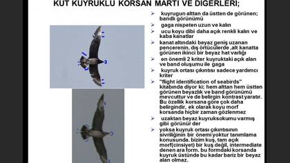 Tanımsız