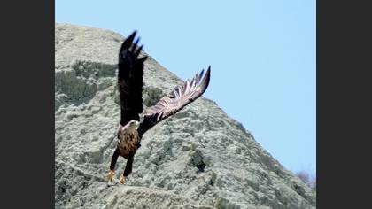 Akkuyruklu Kartal