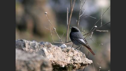 Kara Kızılkuyruk