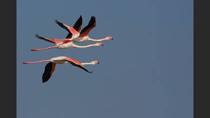 Flamingo