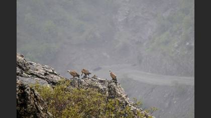 Tanımsız