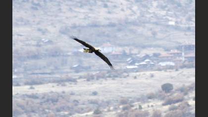 Şah Kartal