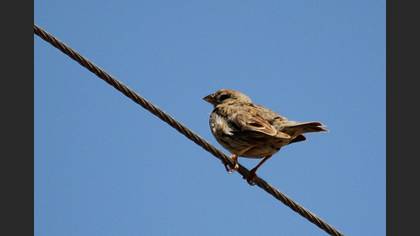 Serçe