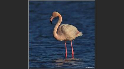Flamingo