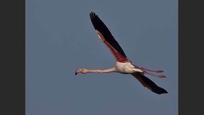 Flamingo