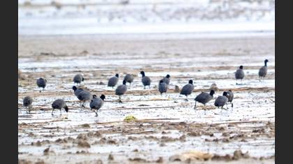 Tanımsız