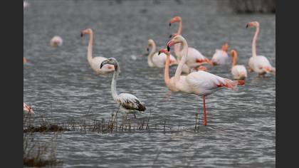 Flamingo