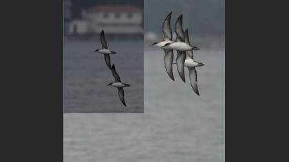 Tanımsız