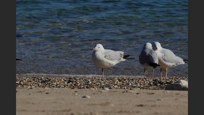 İncegagalı Martı