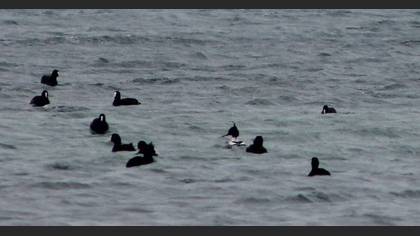 Tarakdiş