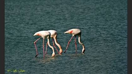 Flamingo