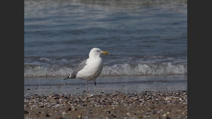 Hazar Martısı