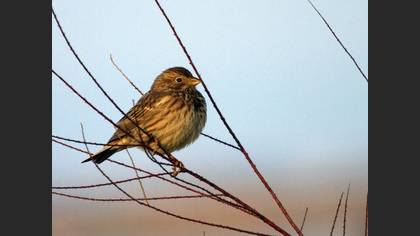 Tarla Kirazkuşu