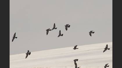 Tanımsız
