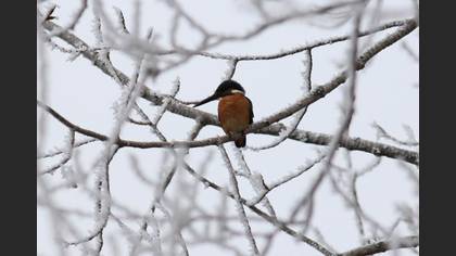 Yalıçapkını
