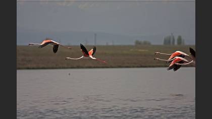 Flamingo