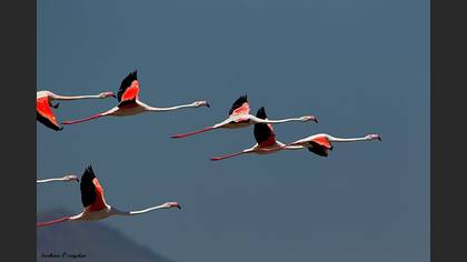 Flamingo