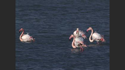 Flamingo