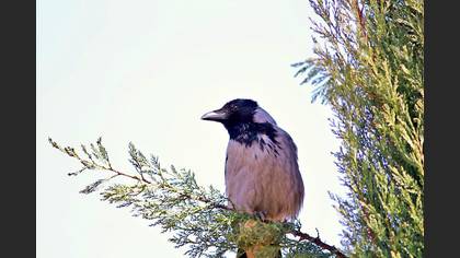 Leş Kargası