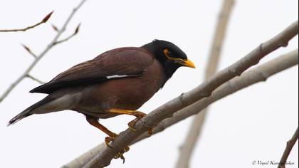 Çiğdeci