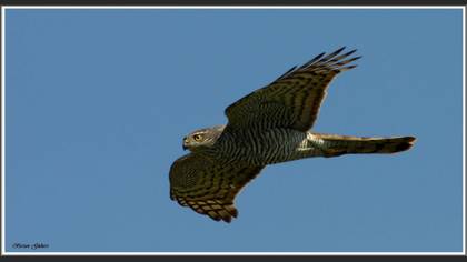 Atmaca