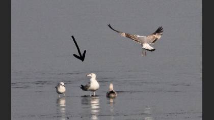 Tanımsız