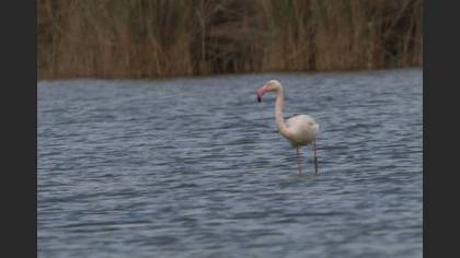 Flamingo