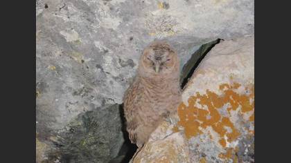 Tanımsız