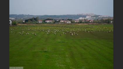 Tanımsız