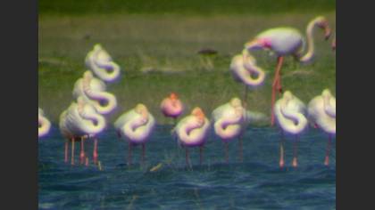 Küçük Flamingo