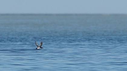 Tanımsız