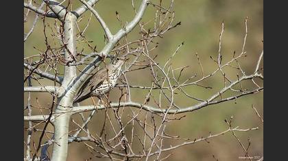 Ökse Ardıcı