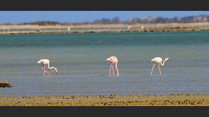 Flamingo