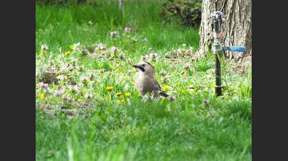 Alakarga