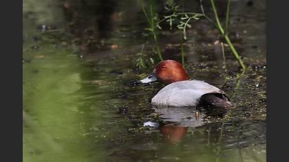 Elmabaş Patka