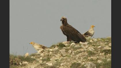 Tanımsız