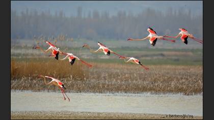 Flamingo