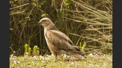 Tanımsız