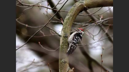 Küçük Ağaçkakan