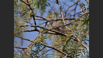 Ak Mukallit