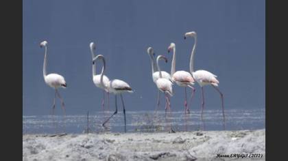 Flamingo